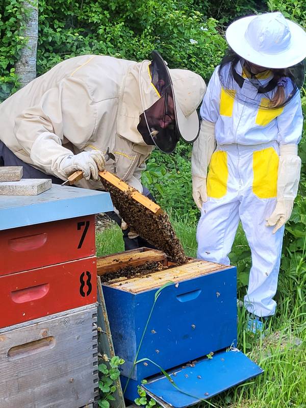 Imker und Kind ziehen eine Wabe voller Bienen