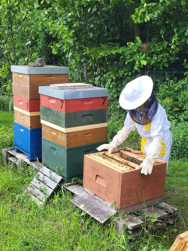 Kind in weißem Imkeranzug öffnet einen Bienenkasten